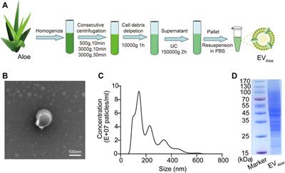 Aloe-derived vesicles enable macrophage reprogramming to regulate the inflammatory immune environment